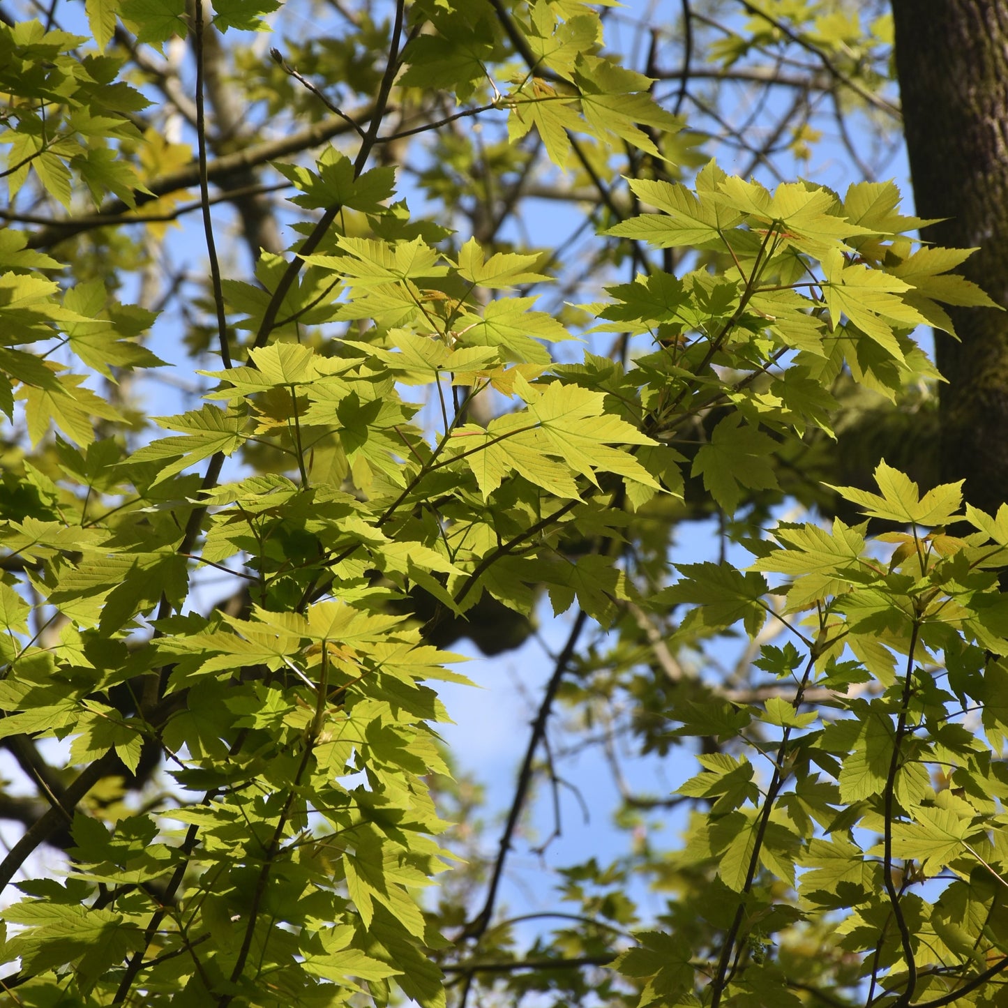 Whittling Wands Wizards & Totems Workshop - 17.03.24 (AM)