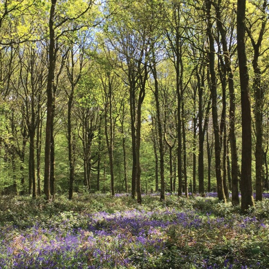 Into the Woods Experience